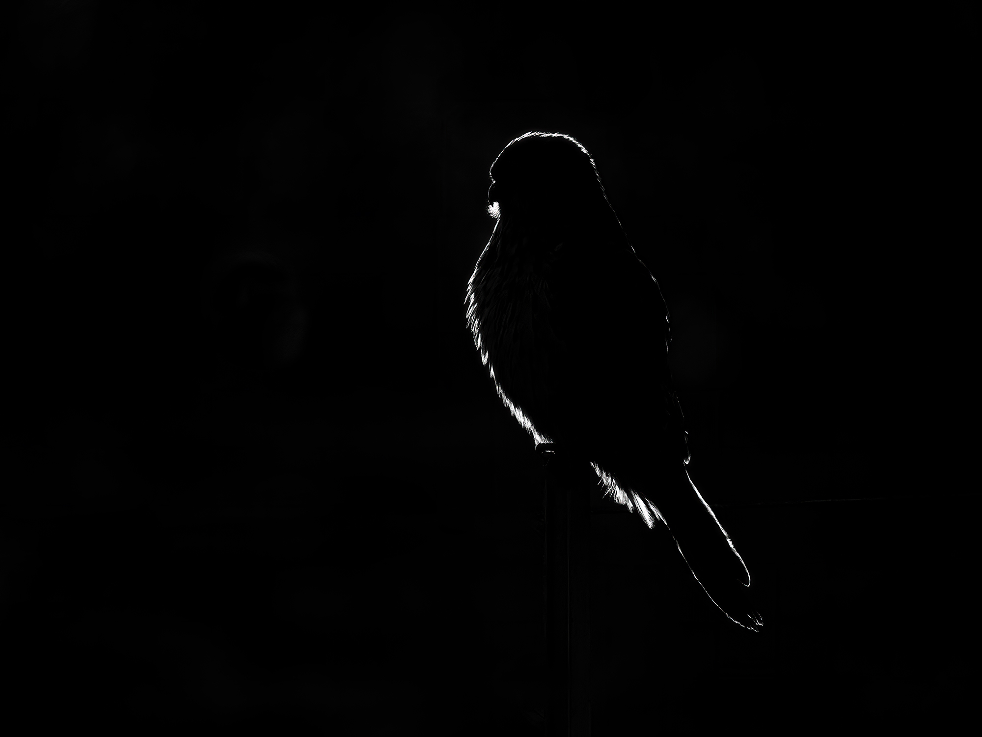 Im Gegenlicht